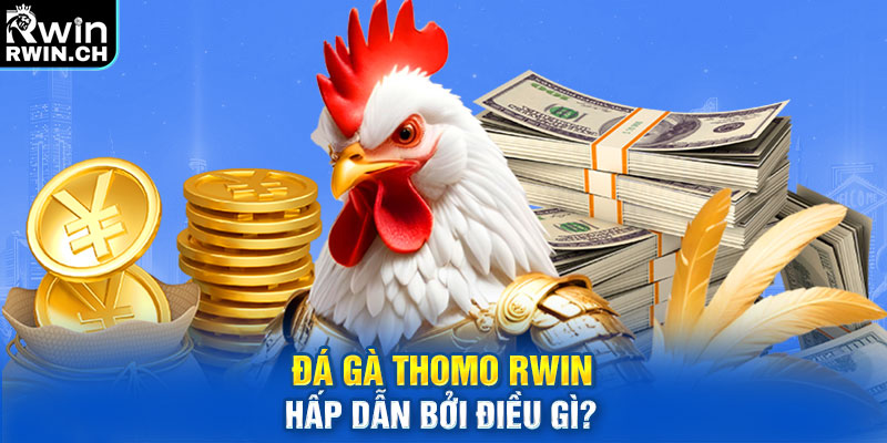 Đá gà Thomo RWIN hấp dẫn bởi điều gì?