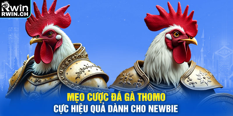 Mẹo cược đá gà Thomo cực hiệu quả dành cho newbie